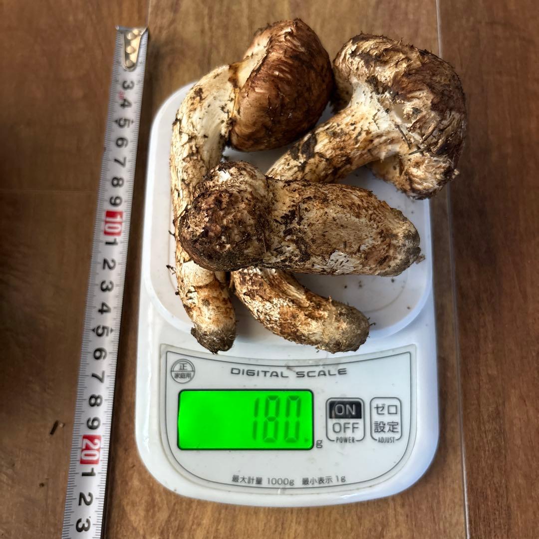 長野県南信州産‼️松茸 3本セット 180g 10/17朝採れ