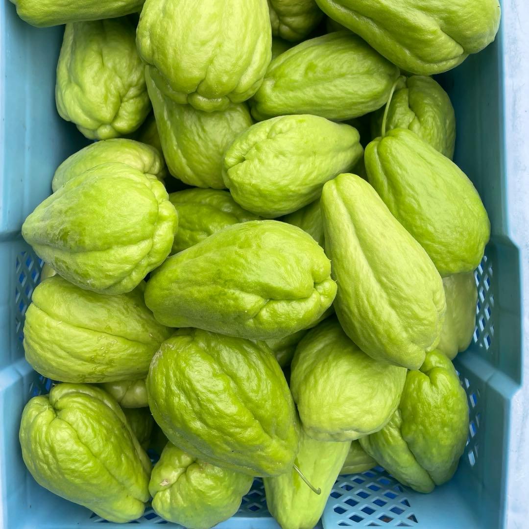 ハヤトウリ　約13kg はやとうり　無農薬　隼人瓜