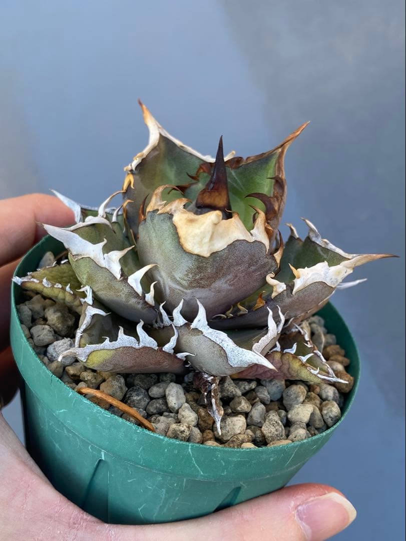 アガベ オテロイ 実生 74