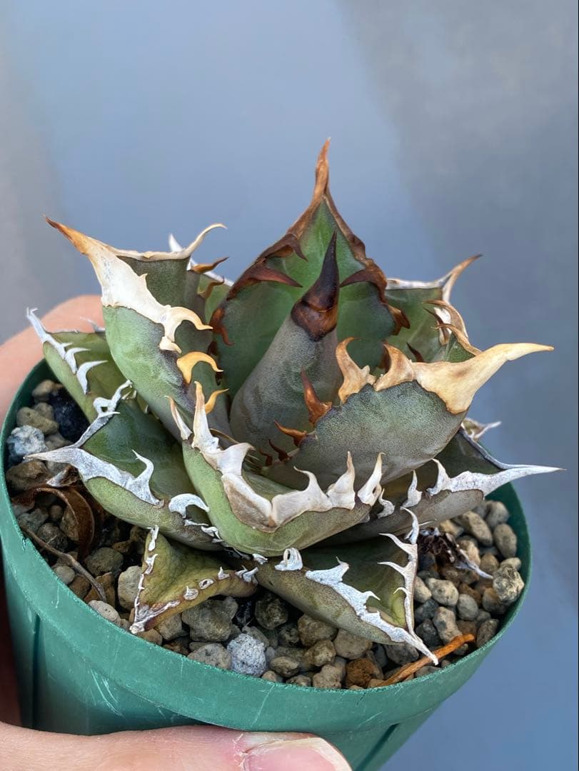 アガベ オテロイ 実生 74