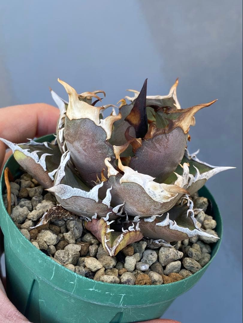 アガベ オテロイ 実生 74