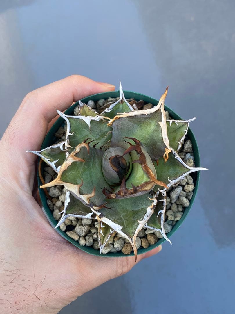 アガベ オテロイ 実生 74