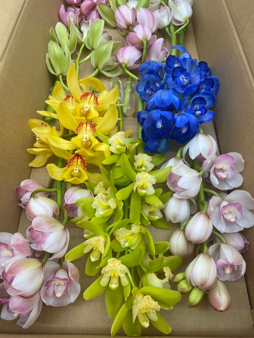 シンビジューム切り花　現品のみ　ミックス　10本