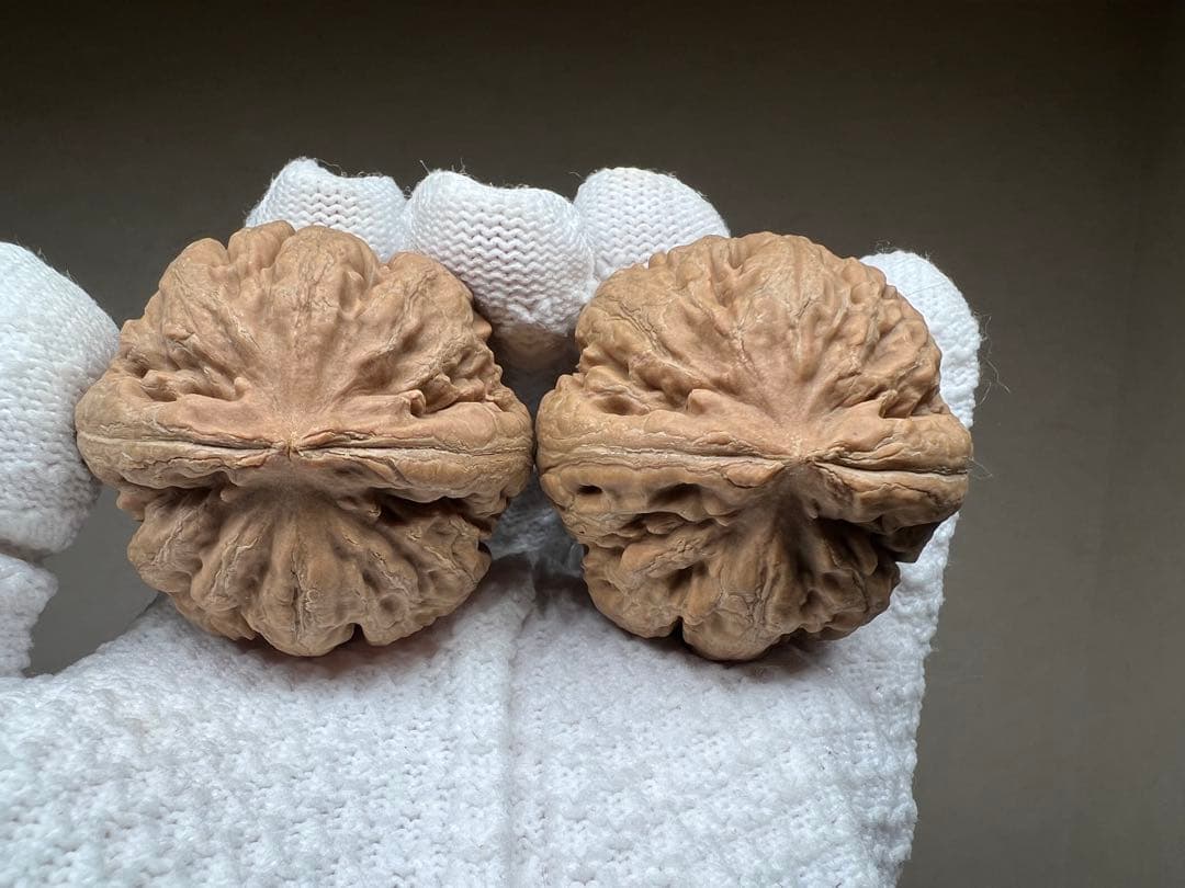 文玩堂：粗筋・ティラノサウルス文玩胡桃（无修整）A级