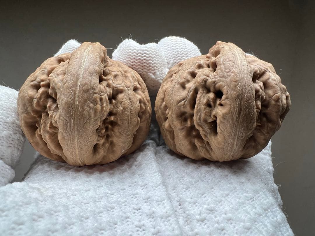 文玩堂：粗筋・ティラノサウルス文玩胡桃（无修整）A级