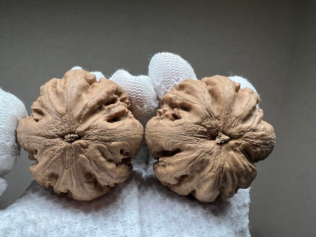 文玩堂：粗筋・ティラノサウルス文玩胡桃（无修整）A级