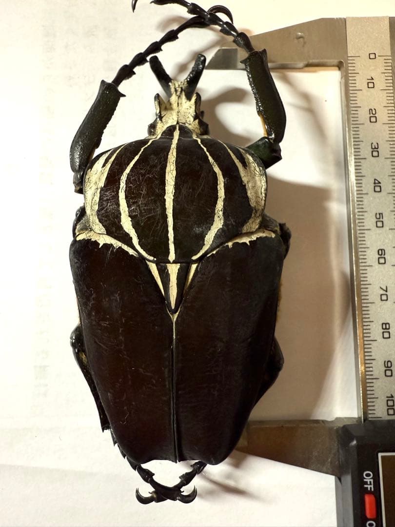 昆虫標本　カメルーン　ゴライアスオオツノハナムグリ　約100mm M1