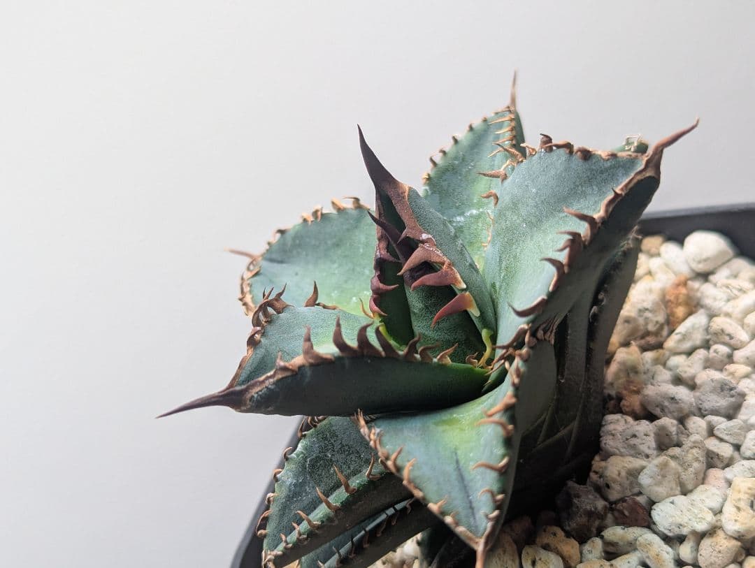 1株限定 オテロイ 現地球のOC子株 2、3又連棘系 発根活着済