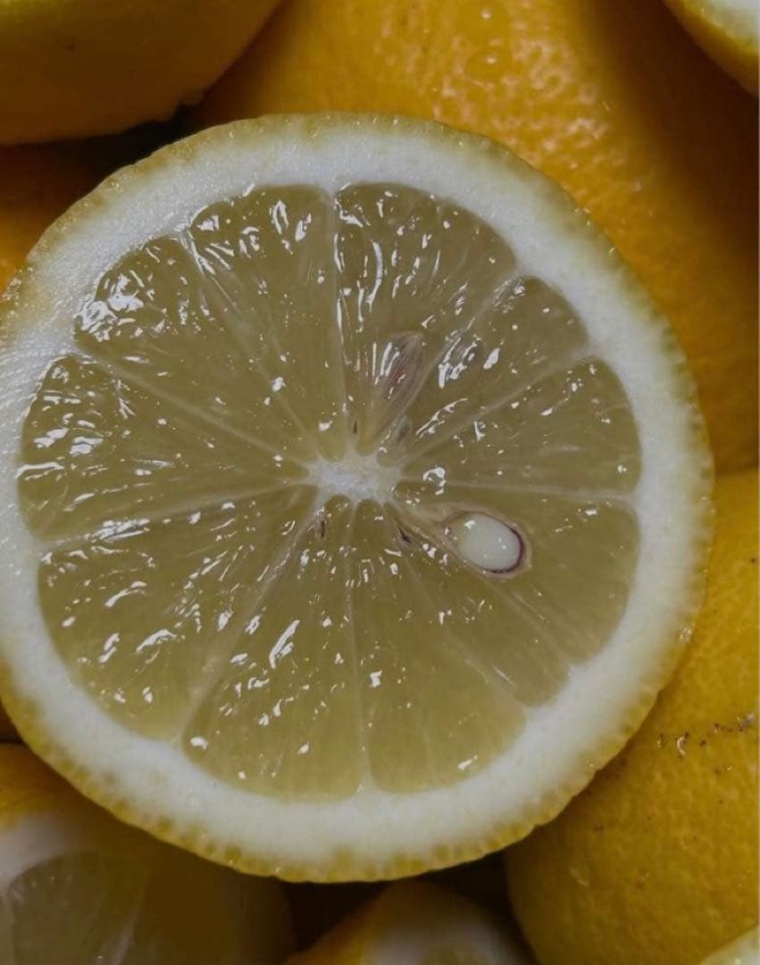 ひー様♡酵素栽培ネーブル &瀬戸田レモン　皮も食べてね　グリグリーン農園