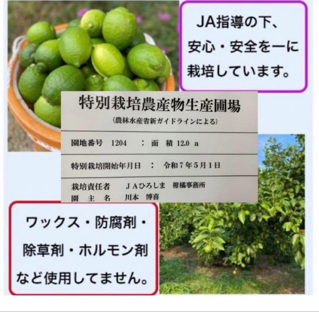 ひー様♡酵素栽培ネーブル &瀬戸田レモン　皮も食べてね　グリグリーン農園