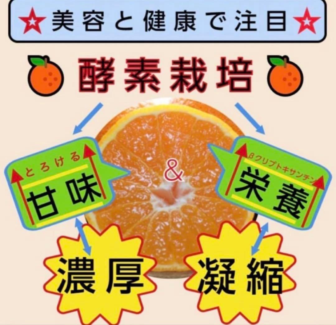 ひー様♡酵素栽培ネーブル &瀬戸田レモン　皮も食べてね　グリグリーン農園