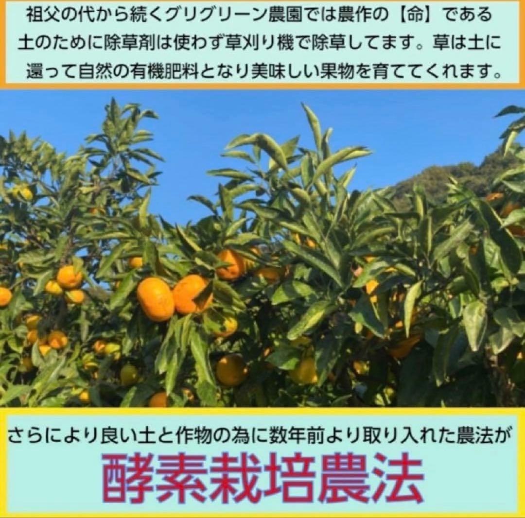 ひー様♡酵素栽培ネーブル &瀬戸田レモン　皮も食べてね　グリグリーン農園