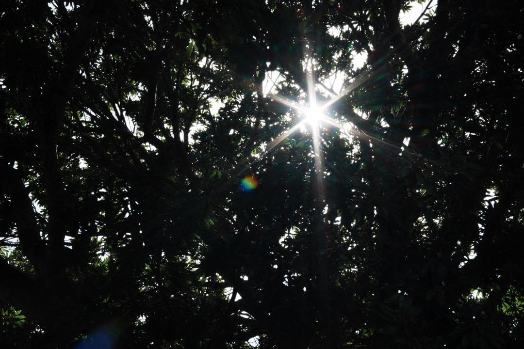 レンズ(単焦点) Carl Zeiss Makro Planar 60mm F2.8 C mmj