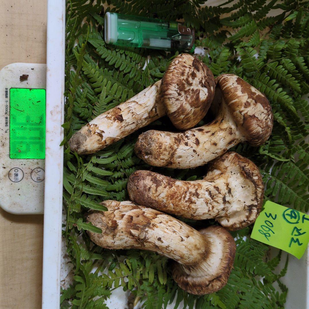 本日最終　和歌産松茸　新鮮朝市　込み込み 306㌘