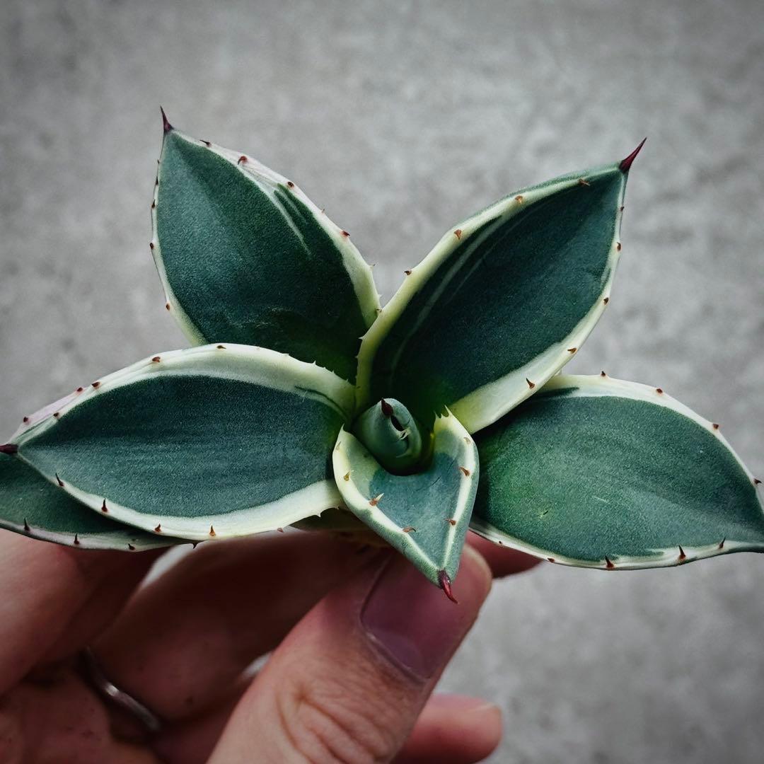 み*ん様 多肉植物・アガベ・吉祥天錦白腹輪・特選美株