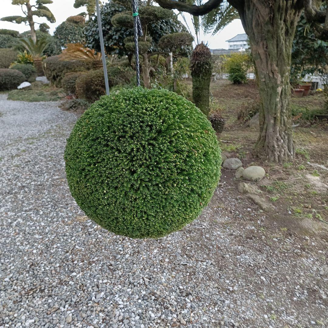 杉玉　直径約38ｃｍ 屋根なし