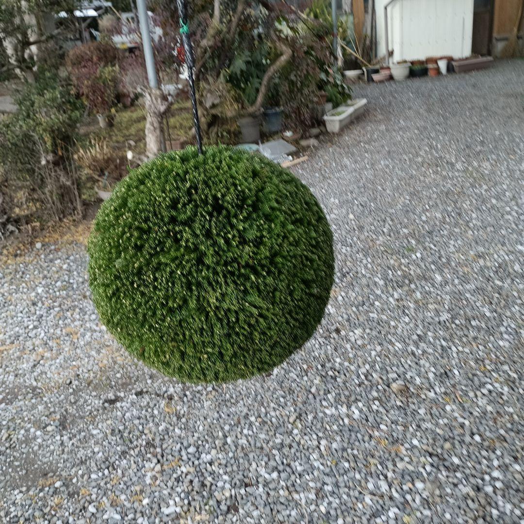 杉玉　直径約38ｃｍ 屋根なし