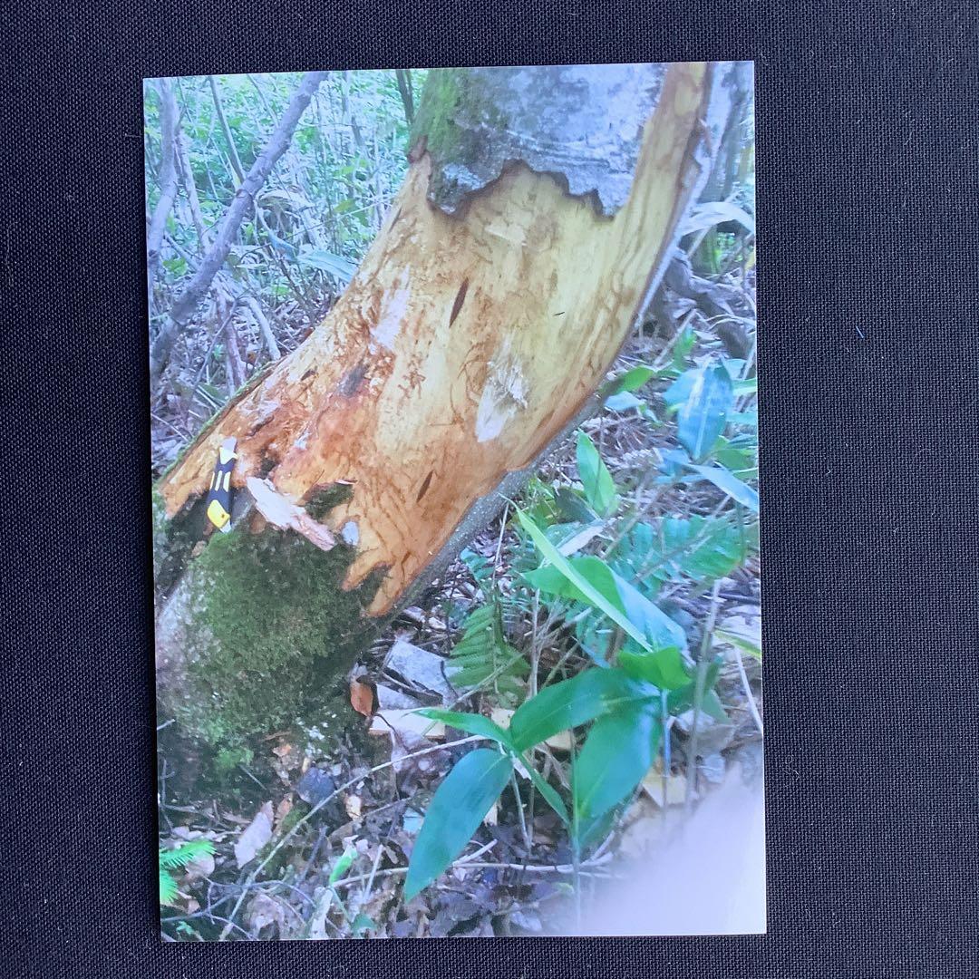 乾燥山ぶどう蔓、2kg セット。 8-001