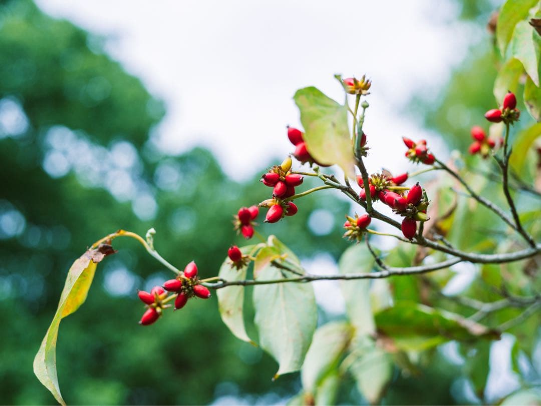 レンズ(単焦点) Leica Summicron-R 50mm F2 R-only