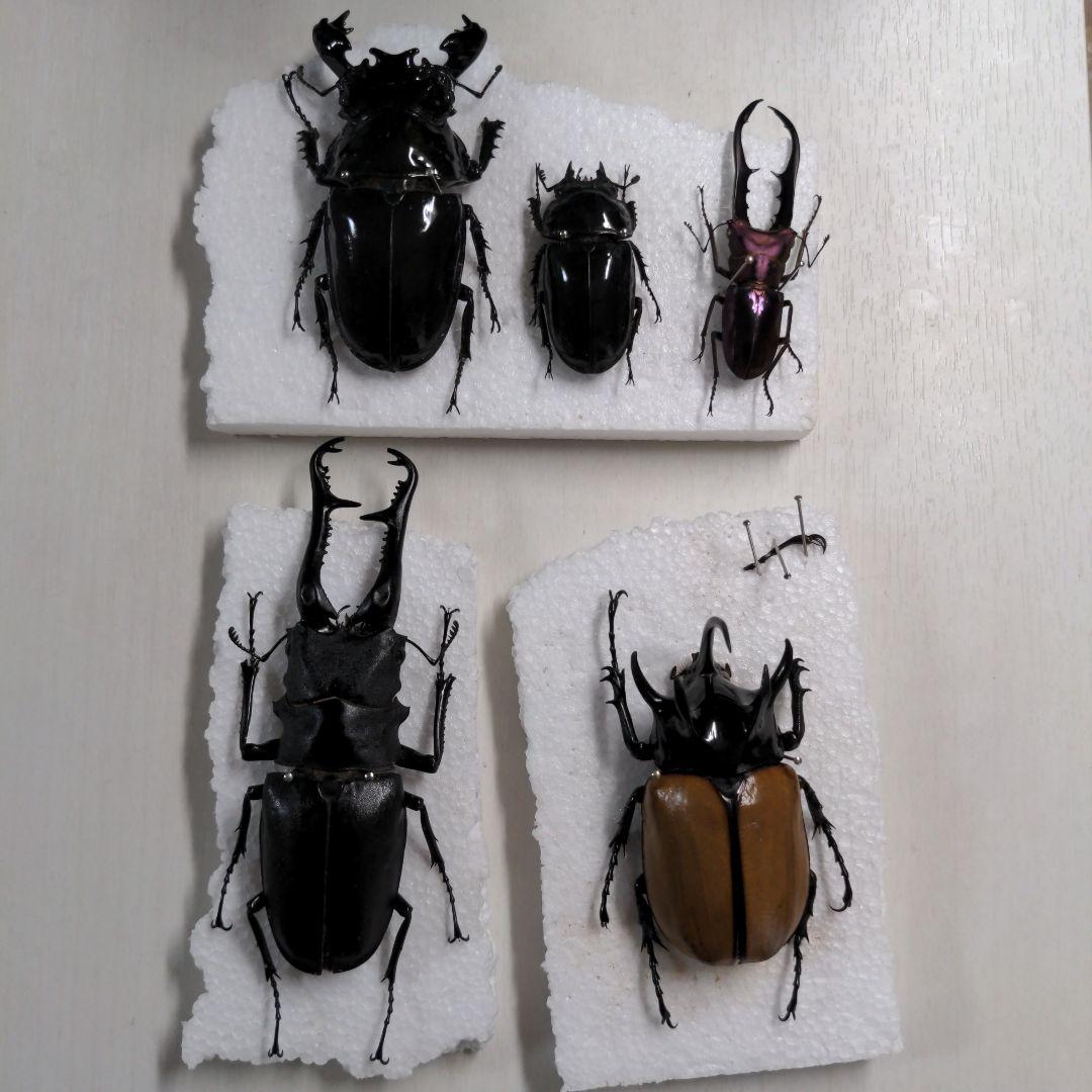 クワガタ、カブト虫標本セット