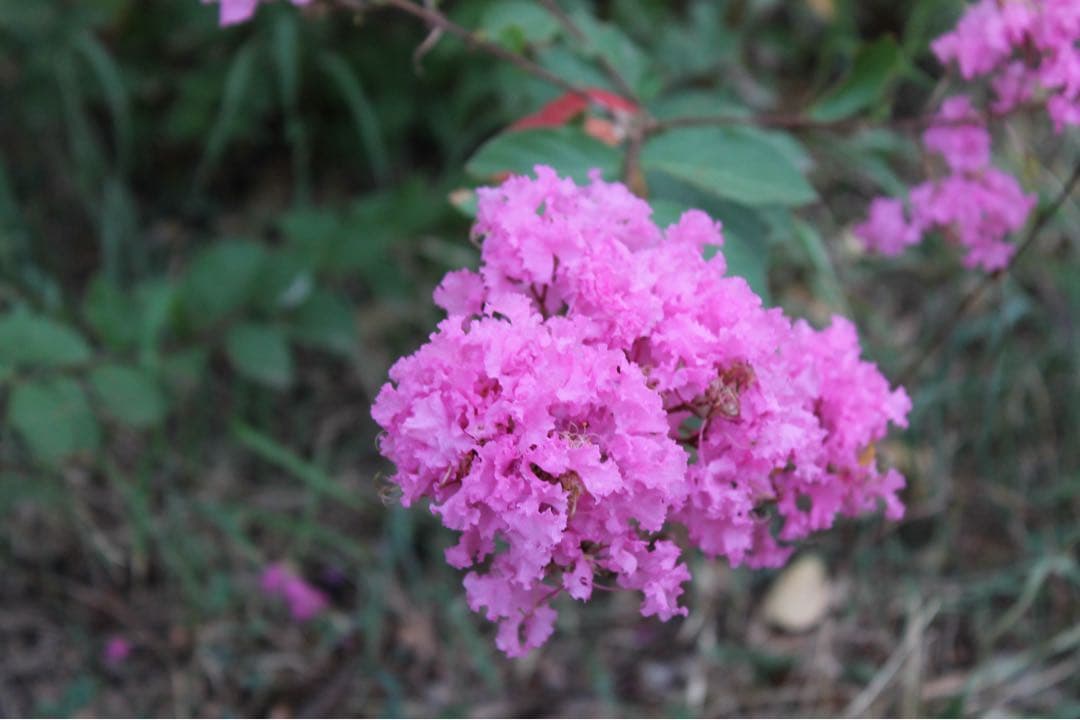 Canon kiss X50 デジタルカメラ 一眼レフカメラ セット 美品