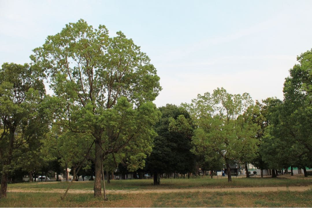 Canon kiss X50 デジタルカメラ 一眼レフカメラ セット 美品