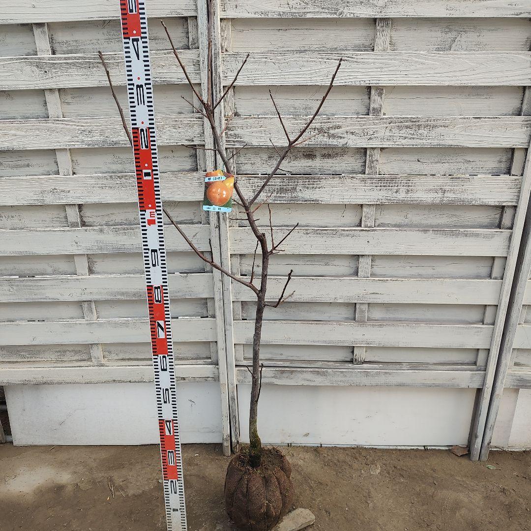 ドットさま専用