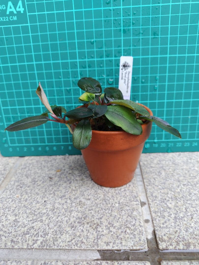 ブセファランドラ　リアルグレイ　‘’Landak‘’　水上葉