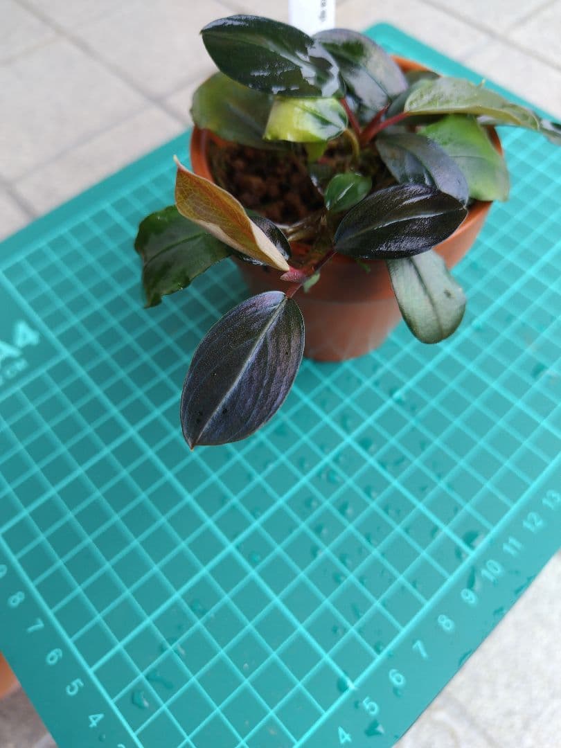 ブセファランドラ　リアルグレイ　‘’Landak‘’　水上葉