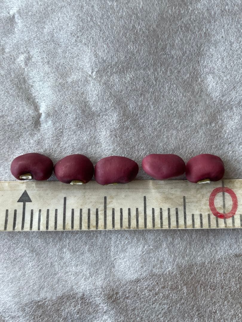 令和7年度　新物 ささげ豆 宮崎県産