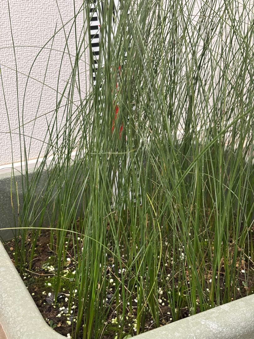 アオイトキさん専用　コスパ最強★極上クサントロエア・プレイシー /