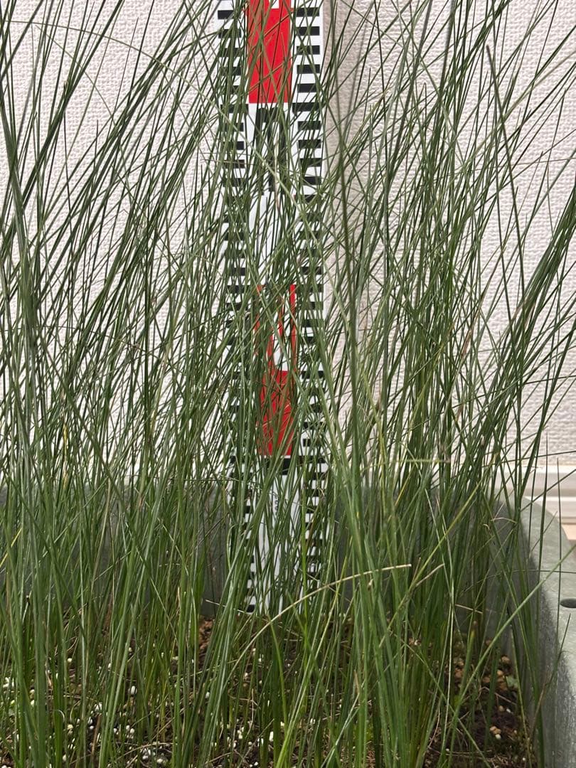 アオイトキさん専用　コスパ最強★極上クサントロエア・プレイシー /