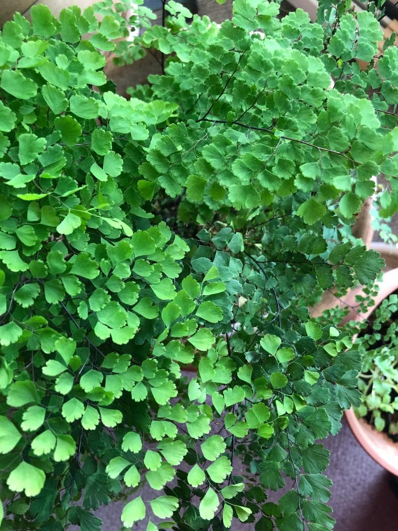 iPhone 8 256GB 背面割れ スペースグレイ