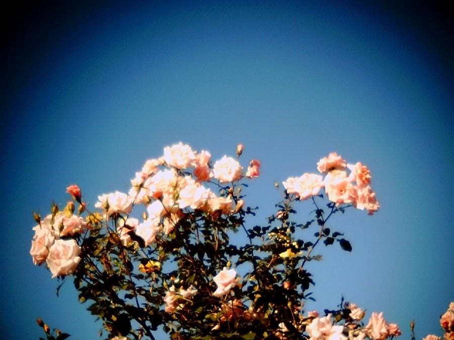 希少品【動作確認済】VistaQuest VQ1015 ENTRY トイカメラ