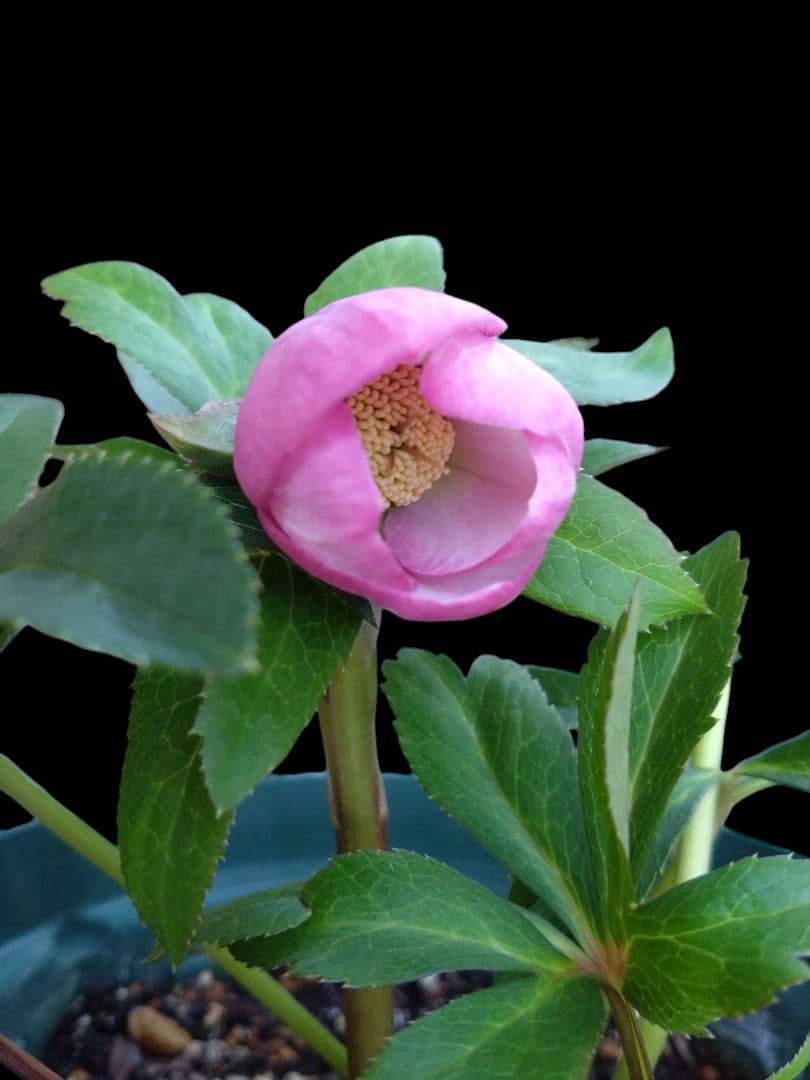 クリスマスローズ　チベタヌス交配