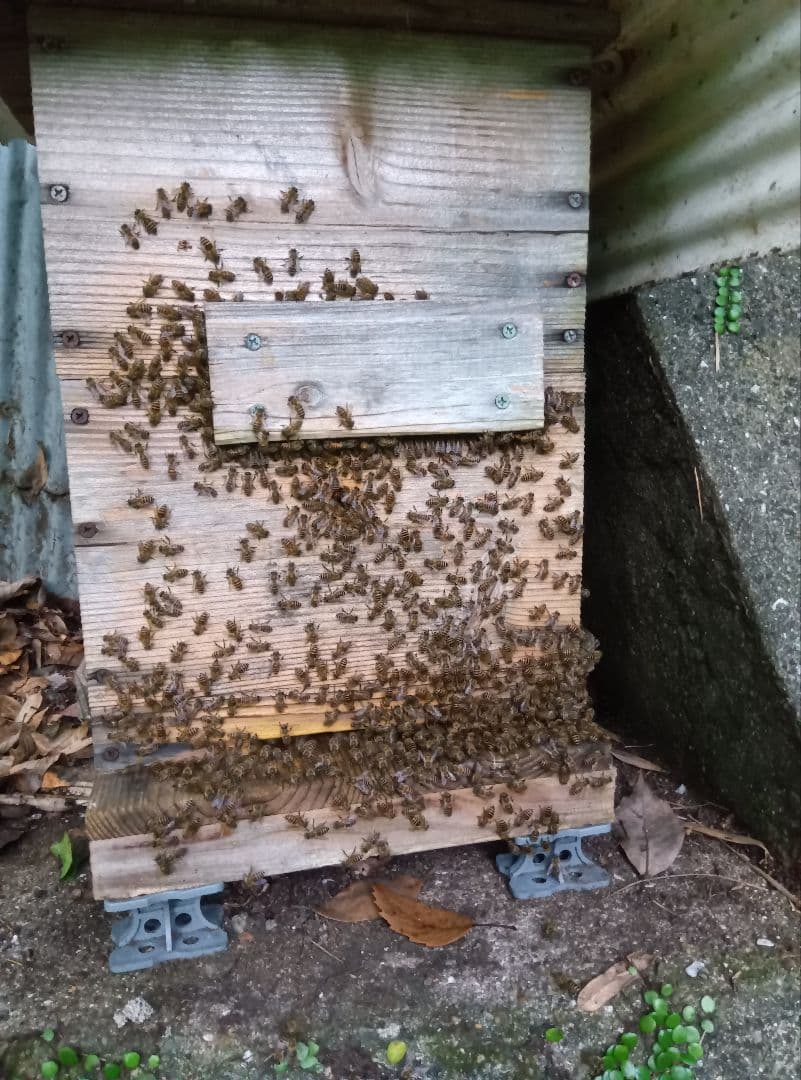 南国土佐の百花蜜　ニホンミツバチ蜂蜜　無添加　無加工　タレ蜜