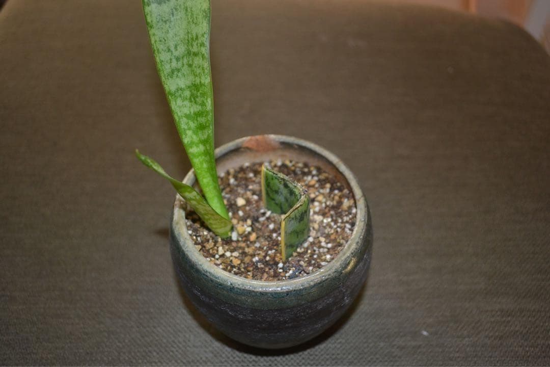 大特価❤️Nikon ニコン D3100 レンズセット 一眼レフ 手ブレ補正機能