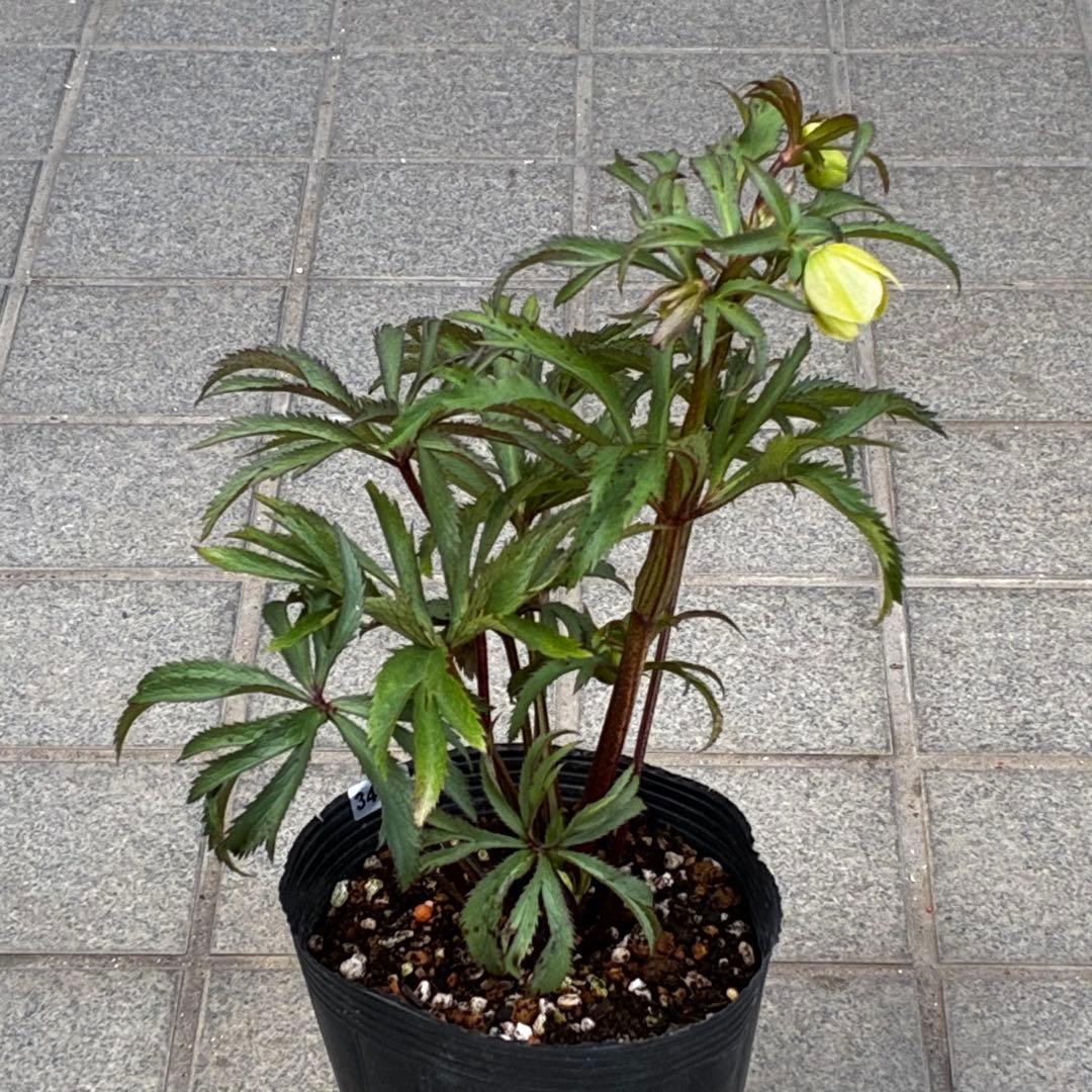 u*0様 3454☘️限定1株☘️未株分け☘️花付き☘️⭐️bocconei ⭐