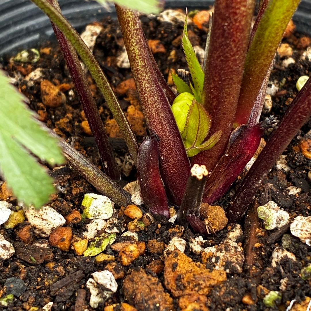 u*0様 3454☘️限定1株☘️未株分け☘️花付き☘️⭐️bocconei ⭐