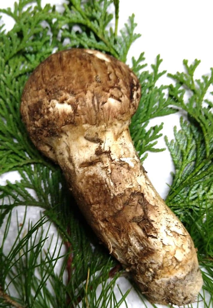 57.南信州産松茸約44g