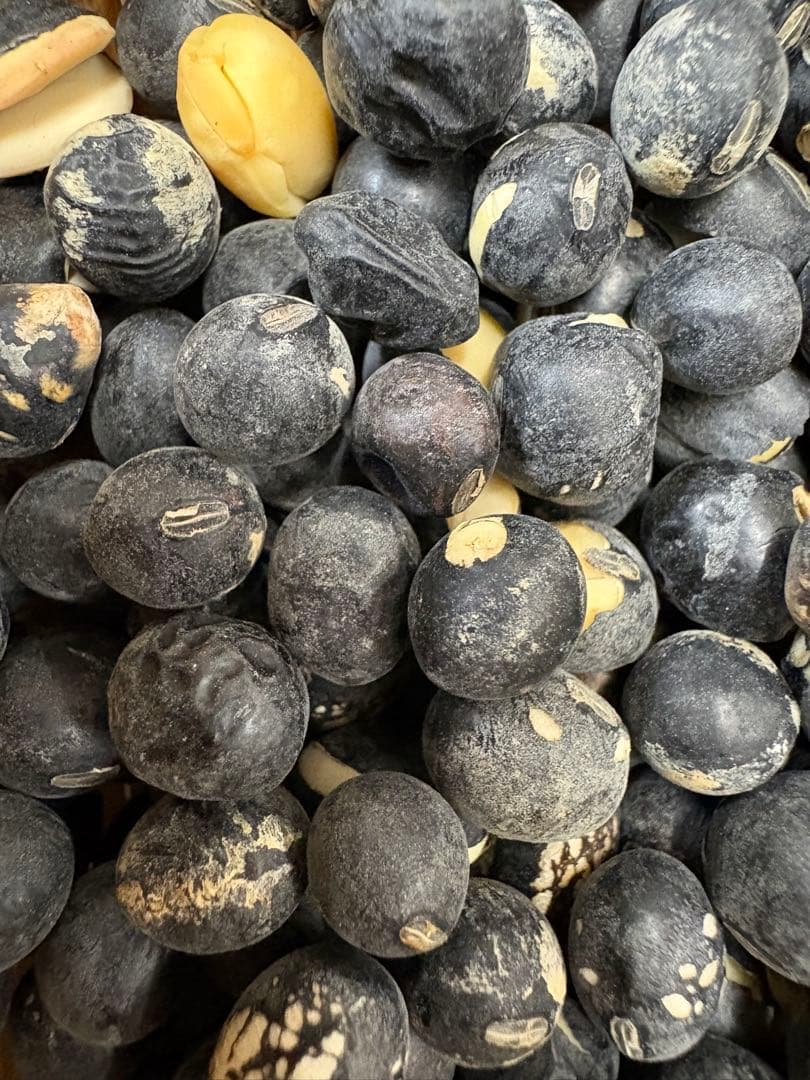 丹波篠山産黒豆　令和7年産 規格外 訳あり 10ｋｇ Kei