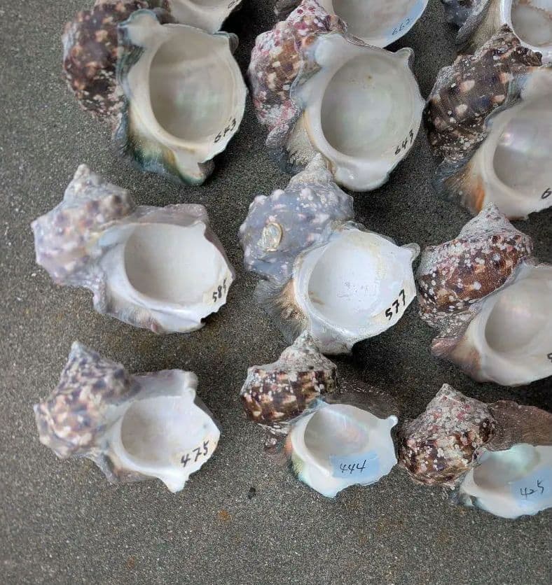 夜光貝24個セット400g〜900g約16kgまとめ売り