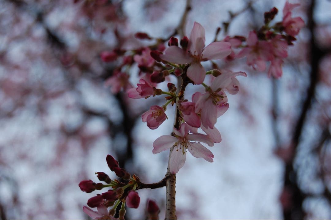 s*s様 Nikon D40 レンズキット