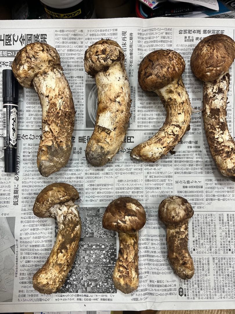 岩手県産松茸　良型蕾　終盤　本日15時〆