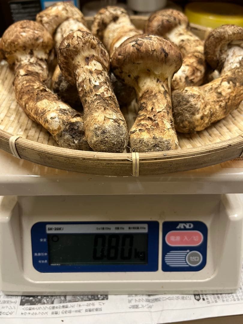 岩手県産松茸　良型蕾　終盤　本日15時〆