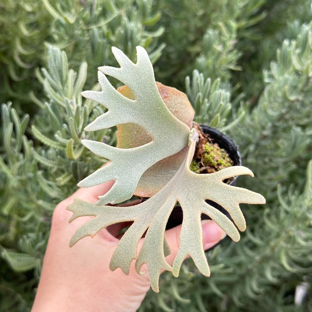 P. willinckii ’Jenny’ TC 2145