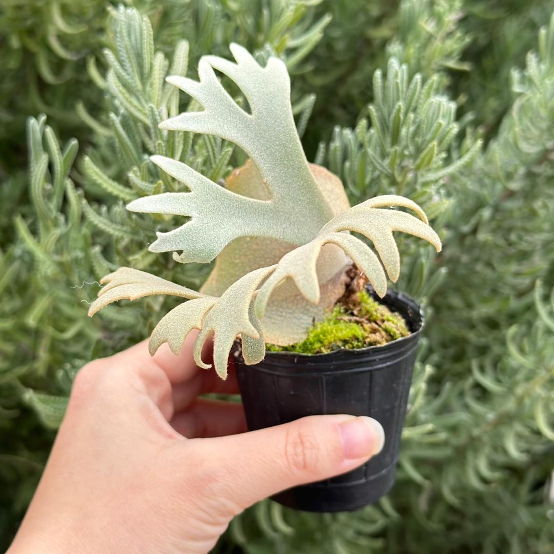 P. willinckii ’Jenny’ TC 2145