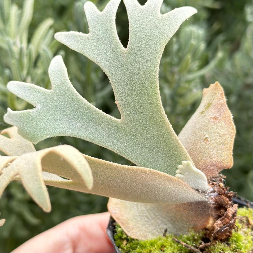 P. willinckii ’Jenny’ TC 2145