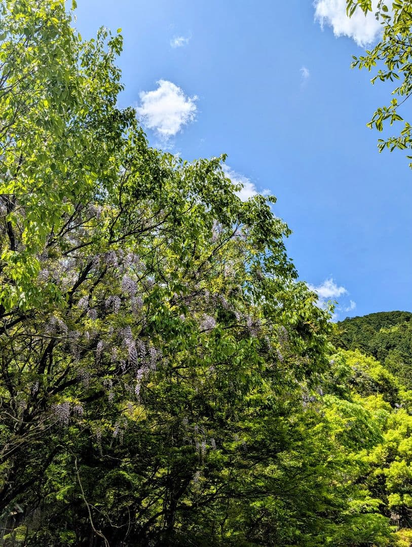 ひまうい様　5.20 ウサギ　レジンヘアゴム　ぬいぐるみ　ビタミンたっぷり色