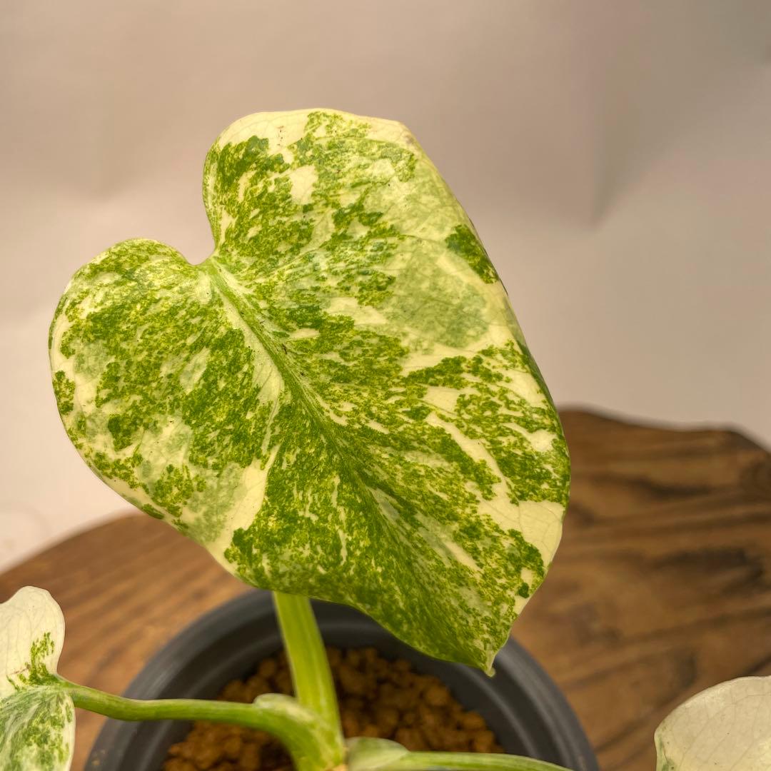 ク*ア様 L040モンステラ　デリシオーサ　レガシー　斑入り